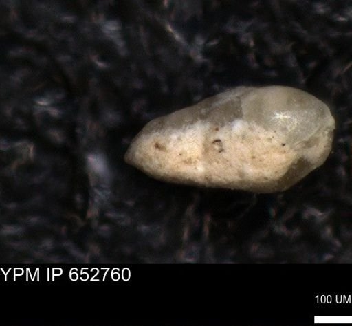 undet. Foraminiferida
