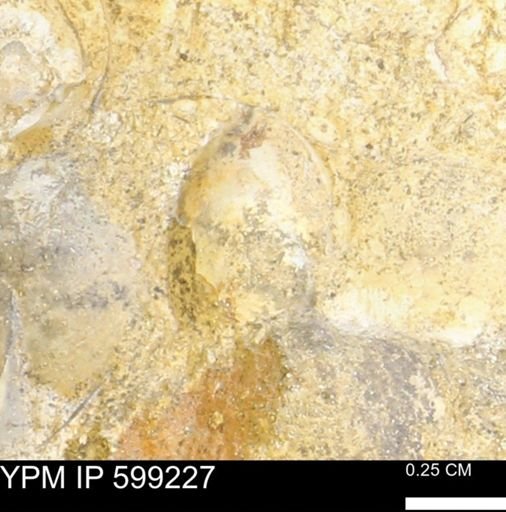 undet. Bryozoa