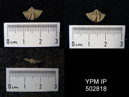 Spiriferina sp.