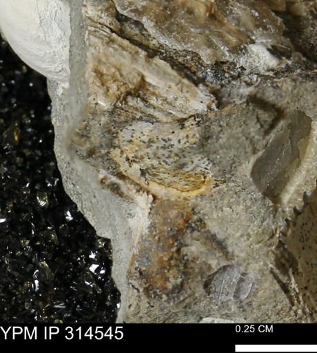 undet. Mollusca