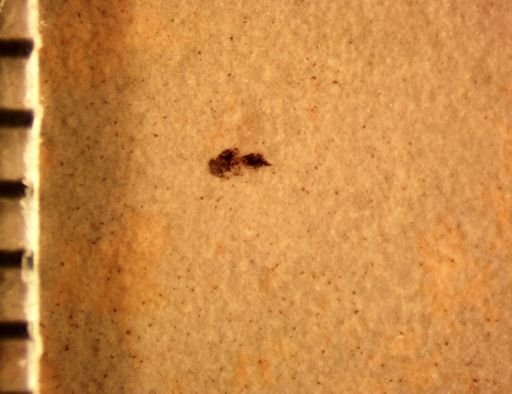 undet. Hymenoptera