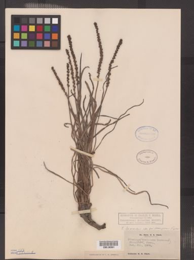 Plantae