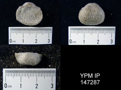 Pustula nebrascensis