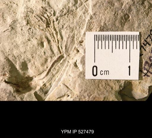Iocrinus sp.