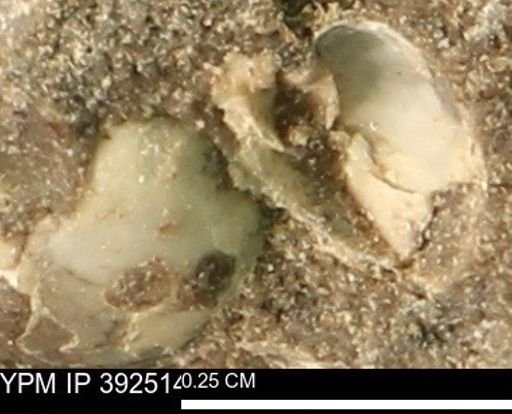 Protocardia subquadrata
