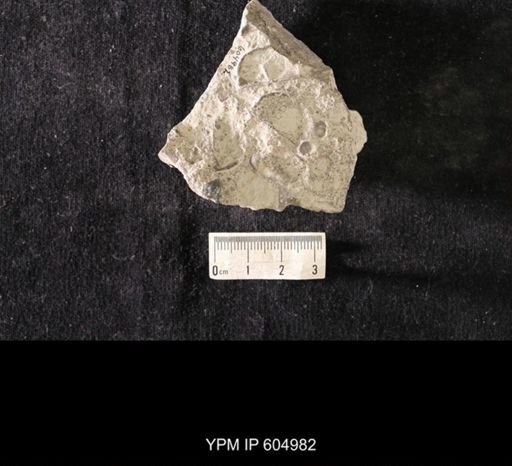 Plectambonites glabra