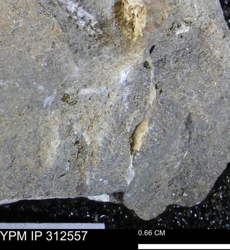 undet. Mollusca