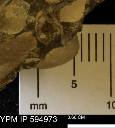 Protocardia sp.