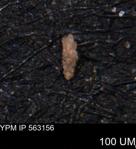 Verneuilina canadensis