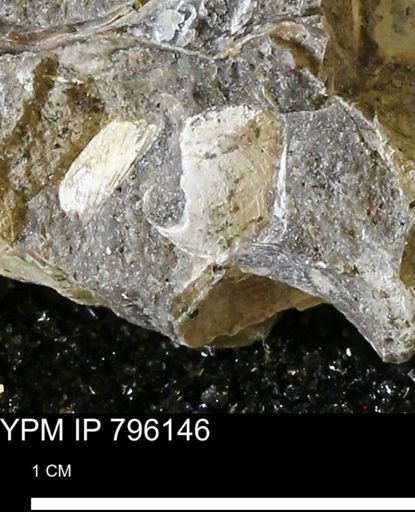 Spisula elliptica