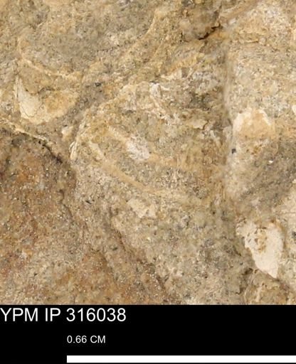 undet. Mollusca