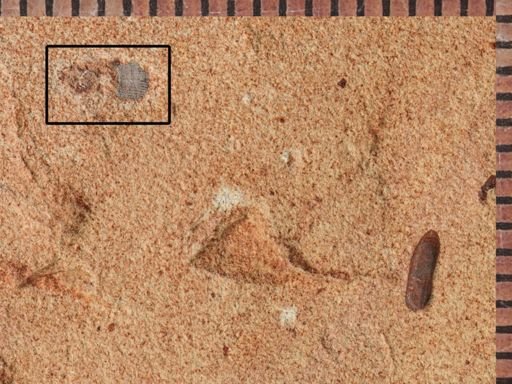 undet. Coleoptera
