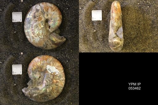Hoploscaphites nicolletii