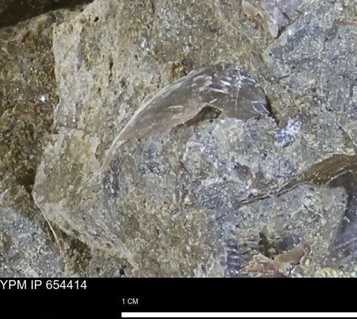 Mollusca
