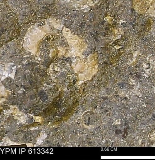 Scaphites sp.