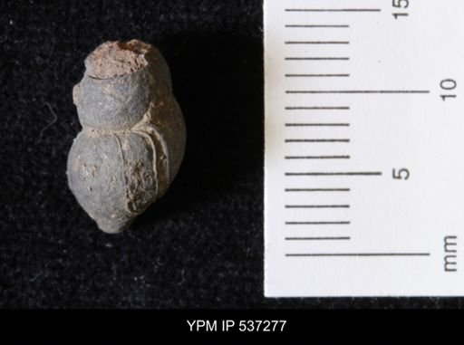 Goniobasis ortmanni