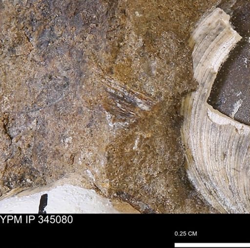 Limopsis striatopunctatus