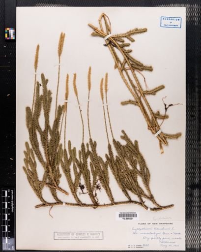 Lycopodium clavatum