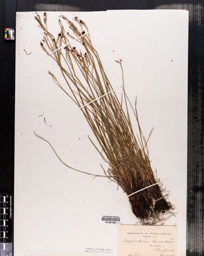 Sisyrinchium bermudiana