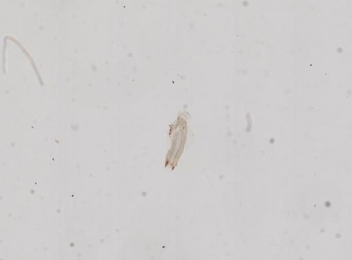 Amnicola cincinnatiensis