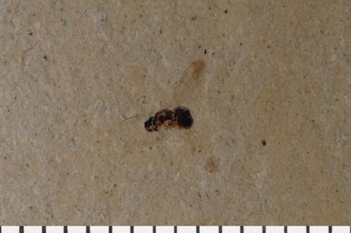 Diptera