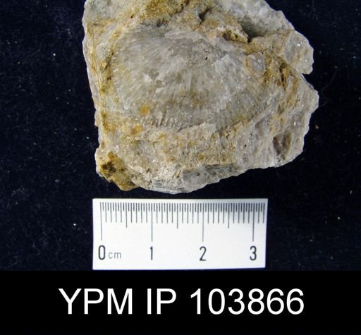 Schuchertella sp.