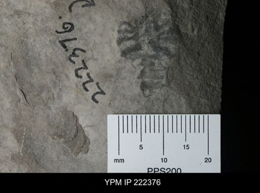 Pseudoniscus sp.