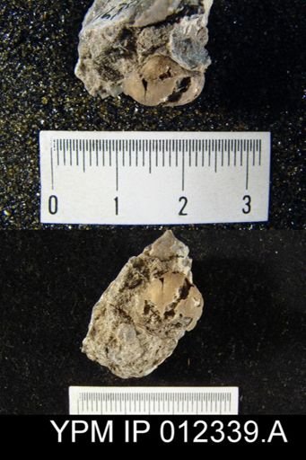 Ambocoelia guadalupensis