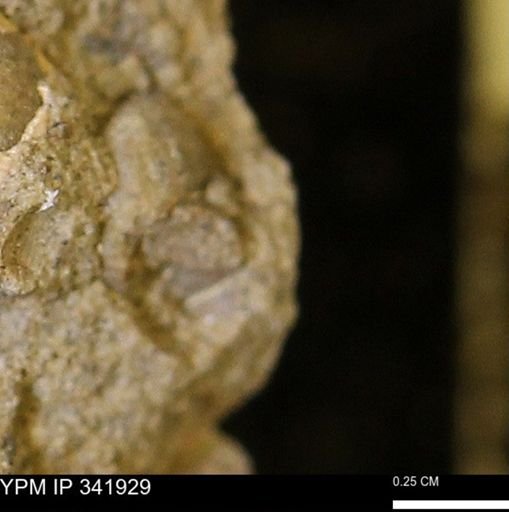 undet. Mollusca