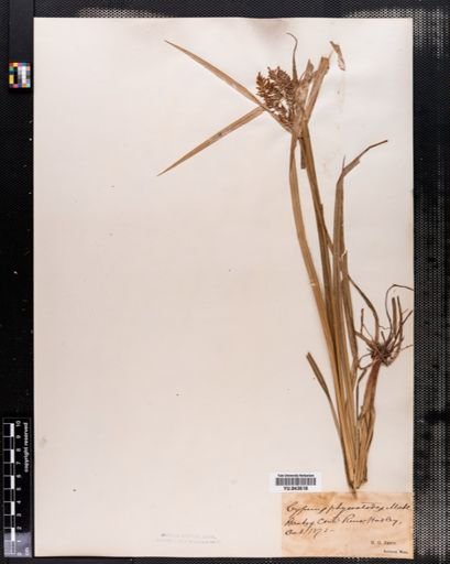 Cyperus esculentus
