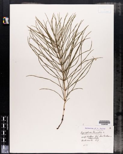 Equisetum
