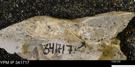 Scaphites sp.