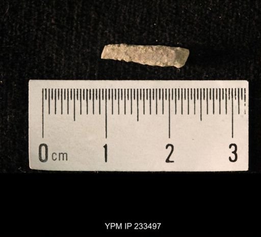 Archaeocidaris sp.