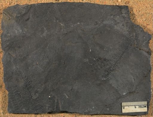 Pecopteris squamosa