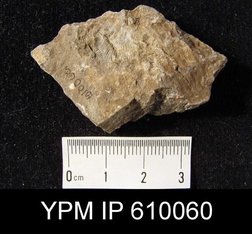 Schuchertella chemungensis