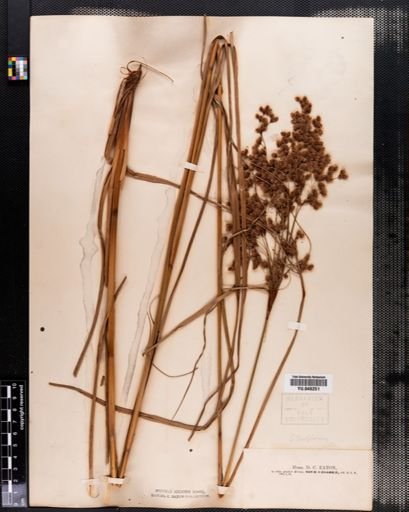Scirpus rubricosus