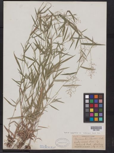 Panicum lanuginosum