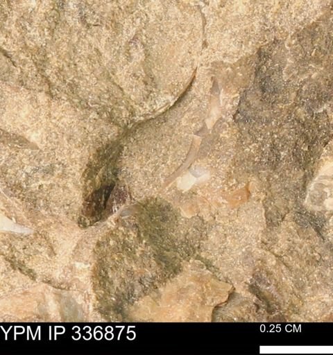 undet. Mollusca