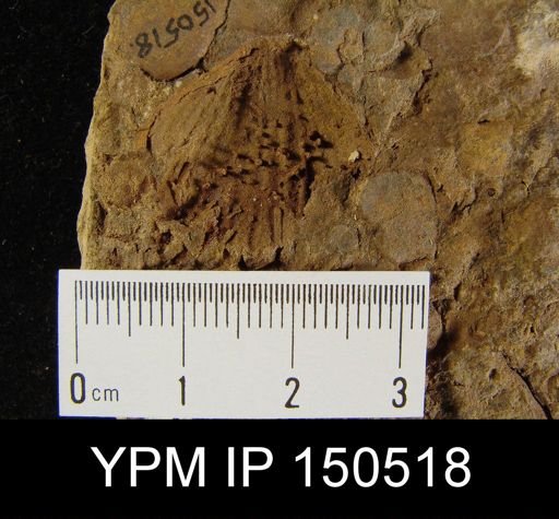 Orthorhynchula sp.