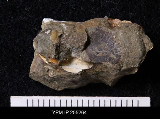 Bivalvia