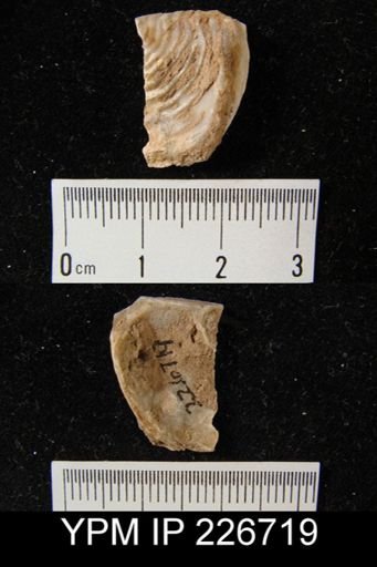 Leptaena rhomboidalis