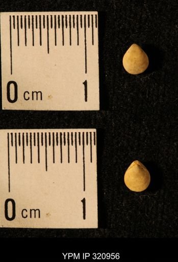 Dielasma elongatum