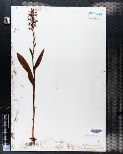 Habenaria lacera