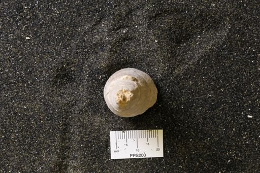 Lophophyllum sp.