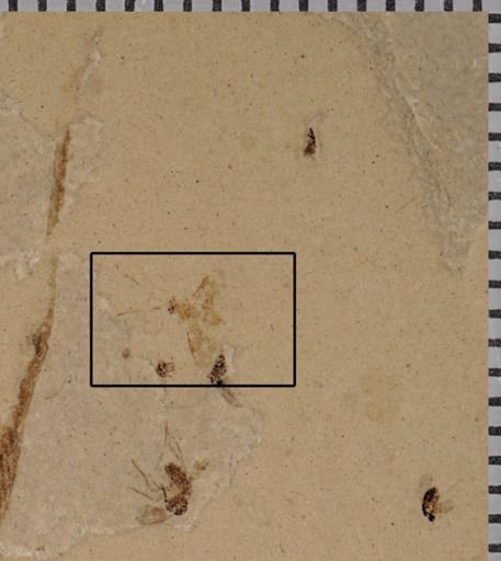 undet. Ichneumonoidea
