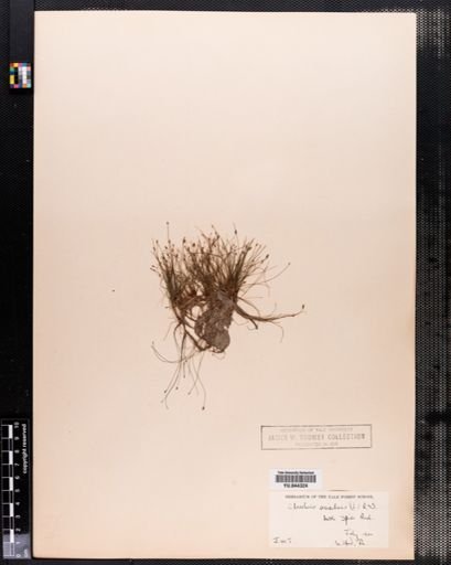 Eleocharis