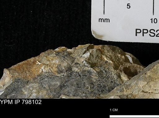 undet. Inoceramidae