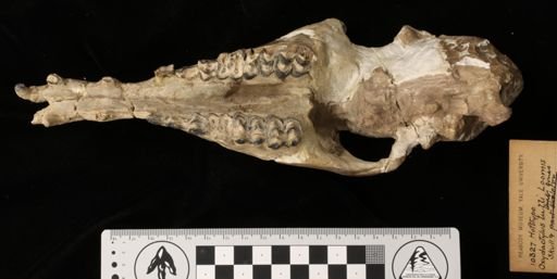 Oxydactylus lulli