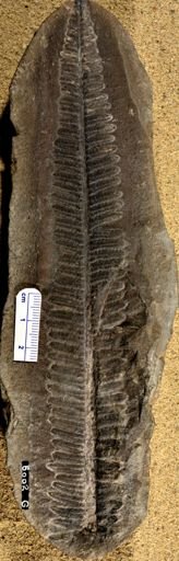 Pecopteris vestita