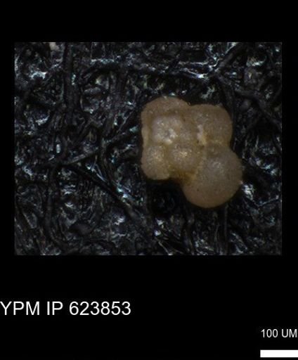 undet. Foraminiferida